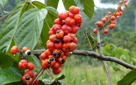 ブラジル産「ガラナ」由来のカフェインに高麗人参・ビタミンB12をプラス